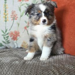 Twix - Blue merle female Miniature Australian Shepherd puppy in Killen, Alabama from Wilkers Wholehearted Mini Aussies