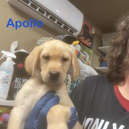 Apollo - Yellow male Labrador Retriever puppy in Tigard, Oregon from Morrison Labrador Retreivers