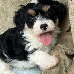 Frankie - Black and tan male Havanese puppy in Wappapello, Missouri from Titanium Havanese LLC