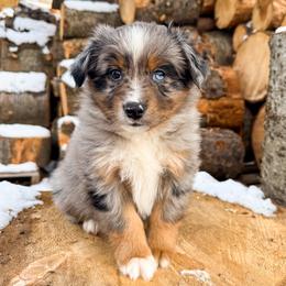 Cypress - Blue merle male Miniature American Shepherd puppy in Idaho Falls, Idaho from Sugartop Minis