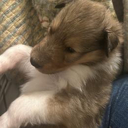 Sophie - White female Collie puppy in Abilene, Texas from Regal Lassie's