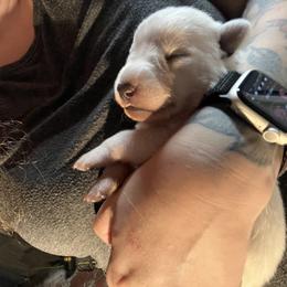 German Shepherd Puppies from Pocono GSD