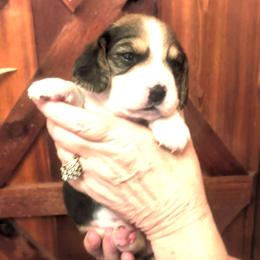 Dolly - Black tan and white female Beagle puppy in Jerome, Missouri from Beam's Beagles