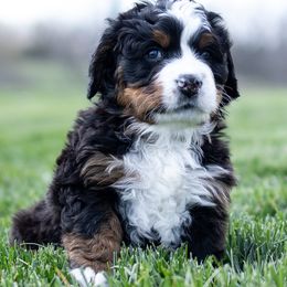 Bernese Mountain Dog Puppies from Mountain Dog Kennel
