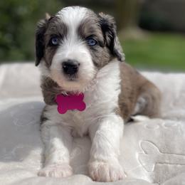 Girl 3 - Blue merle female Aussiedoodle puppy in Houston, Texas from Waggin’ R Tails