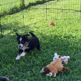 Boy 1 - Black tri male Miniature Australian Shepherd puppy in Arcadia, Indiana from Sunset Cowgirl Mini Aussies