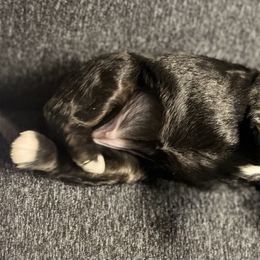 Bernedoodle Puppies from Jeanie’s Doodles