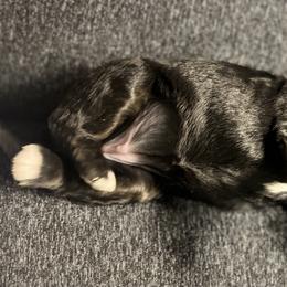 Bernedoodle Puppies from Jeanie’s Doodles