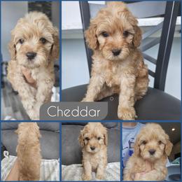Cheddar - Golden male Cockapoo puppy in Zanesville, Ohio from Southtown Doodles LLC