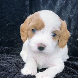 Bernedoodle and Cavapoo Puppies from Utah Mountain Doodles