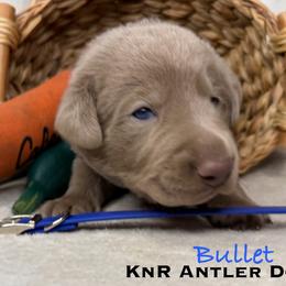 Bullet - Chocolate male Labrador Retriever puppy in Grants Pass, Oregon from KnR Antler Dogs