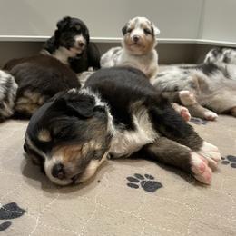 Maddie- Green - Black tri-color female Australian Shepherd puppy in Hayward, California from Grissom’s Aussies