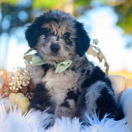 Bodhi - Blue merle male Bordoodle puppy in Conway, Missouri from 2J 2K Bordoodles
