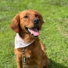 Mazie - Golden Retriever