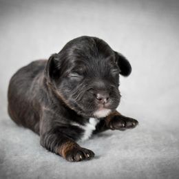 Russell - Brown and white male Cockapoo puppy in Ellensburg, Washington from Dawn to Dusk Cockapoos