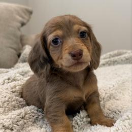 Stella - Fawn (isabella) and tan female Dachshund puppy in Lawrenceville, Georgia from Chivi Paws