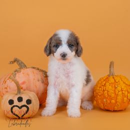 Buddy - Tri-color male Labradoodle puppy in Travelers Rest, South Carolina from Doodles of Love Labradoodles