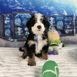Bernedoodle and Goldendoodle Puppies from Donnas Deluxe Doodles LLC