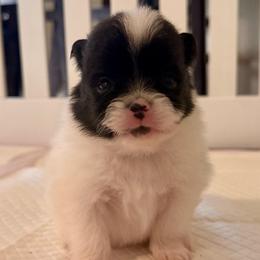 Finn - Black parti male Pomeranian puppy in New Plymouth, Idaho from Pawdawan Poms
