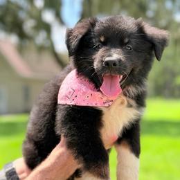 Onyx AKC - Black tri-color female Australian Shepherd puppy in Polk City, Florida from Skaky Shepherds