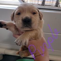 Lavendar collar - Light golden female Golden Retriever puppy in Brush Prairie, Washington from Paradise Peaks