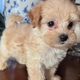 Goldman - Apricot male Maltipoo puppy in Wendell, North Carolina from Teddys Teddy Bears