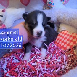 Pembroke Welsh Corgi and Siberian Husky Puppies from Regal Huskies of the Carolinas