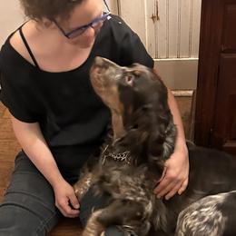 English Springer Spaniels from Sonora Hills ESS