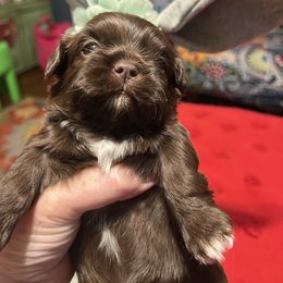 Obi - Chocolate male Shih Tzu puppy in Wilkesboro, North Carolina from Frannie and Annie Shih Tzu Babies