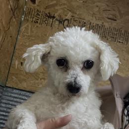 Maryann - White female Bichon Frise puppy in Cave City, Kentucky from Loretta's Pups