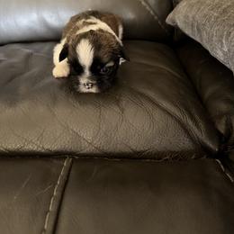 Khy - Brindle and white male Shih Tzu puppy in Centralia, Illinois from Niepoetter Shih Tzus