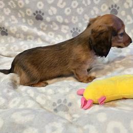 Ariel 2,800 - Red female Dachshund puppy in Tonopah, Arizona from Desert Diamond Dachshunds