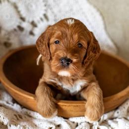 Sailor - Red  female Goldendoodle puppy in Apopka, Florida from The Classic Doodle