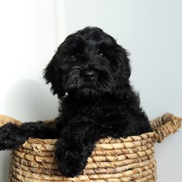 Midnight - Black male Australian Labradoodle puppy in Williamstown, New York from Lewis Manor Labradoodles