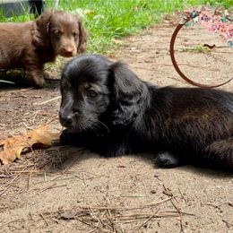 Dachshund Puppies from Lovin’ Li’s Furry Sausages