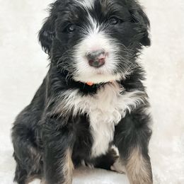 Cayenne - F1 Small Standard - Sable Bernedoodle puppy in Waco, Texas from Hope Valley Doodles