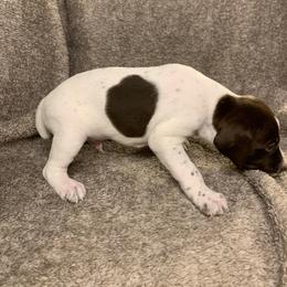 German Shorthaired Pointer Puppies from Spotted Dog Lodge