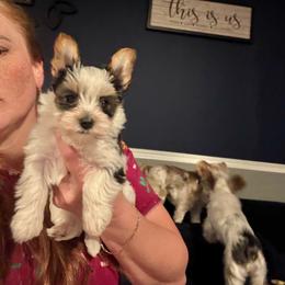 Female parti - Parti female Yorkshire Terrier puppy in Pikeville, North Carolina from A Yorkie’s World