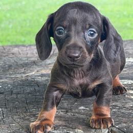 Wyatt - Chocolate and tan male Dachshund puppy in Industry, Illinois from KDKs Kennels
