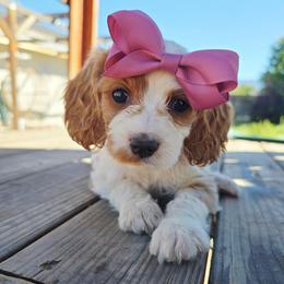 Hestia - Blenheim female Cavapoo puppy in Roseville, California from Heavenly Goldendoodles