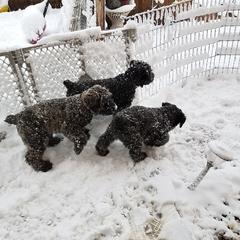 Bouvier des Flandres Puppies from Always Bouviers