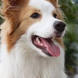 Border Collies from Wilsong Border Collies