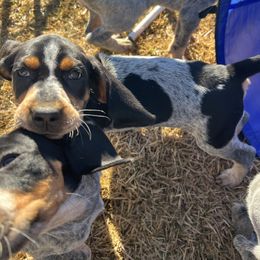 Bluetick Coonhound Puppies from The Boneyard Country Kennels