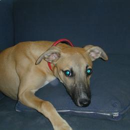 Whippet Puppies from Nota Bene Whippets