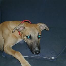 Whippet Puppies from Nota Bene Whippets