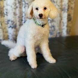 Mr White - White male Cavapoo puppy in Norton Shores, Michigan from Dune Pack Doodles and Poodles
