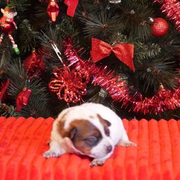 Rudolph - Red mottled male Australian Cattle Dog puppy in Buffalo Valley, Tennessee from Buffalo Valley Breeders