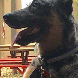 Australian Cattle Dogs and Old Time Scotch Collies from RedBud Cattle Dogs and Collies
