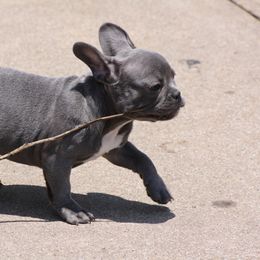 "Blue Venus" French Bulldog Puppies from Gorilla Zoo Kennels