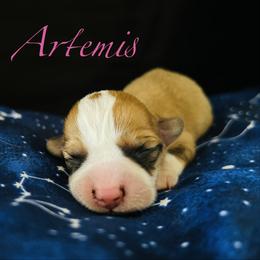 Girl 2 - Red and white female American Corgi puppy in Cocoa, Florida from Cascadian Space Coast Corgis LLC